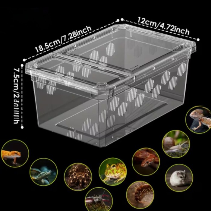 box-terrarium-male.jpg