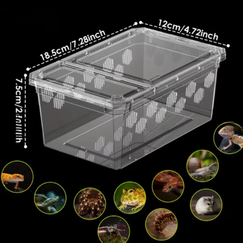 box-terrarium-male.jpg