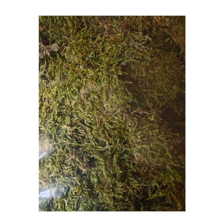 mech-plaski-suchy-naturalny.png