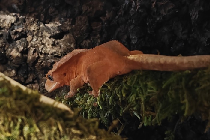 korek-ekspandowany-w-terrarium.jpg