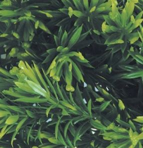 Borneo-star-zoomed.JPG