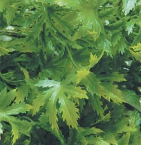 cannabis-zoomed.JPG