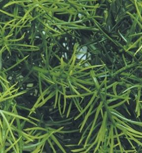 zoomed-CASHUARINA-roslina.JPG