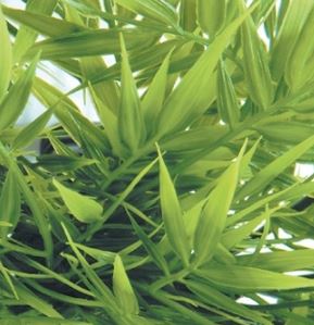 zoomed-roslina-madagascar-bamboo.JPG