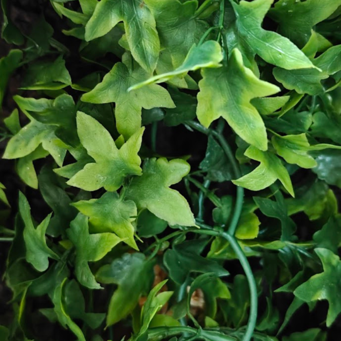 roslina-congo-ivy-zoomed.png