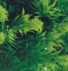 zoomed-malaysian-fern.JPG