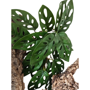 roslina-do-terraium-montera-Adansonii.png