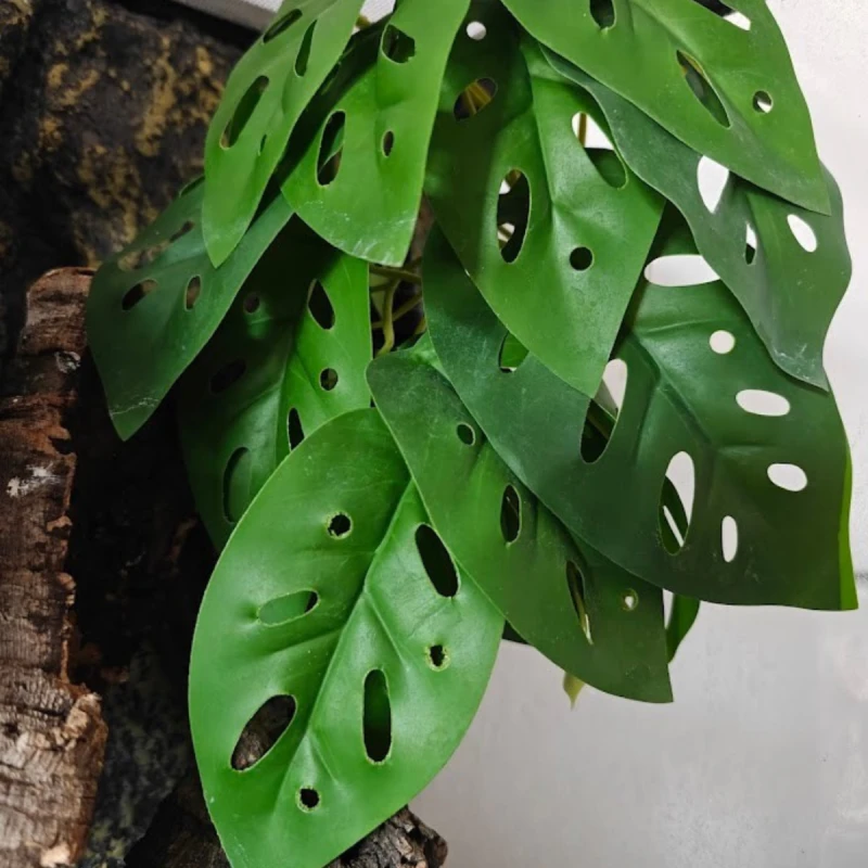 wiszaca-roslina-do-terrarium-monstera-monkey.png