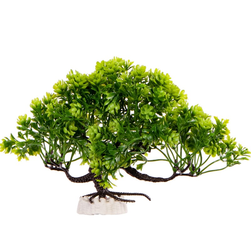 kruger-meier-plant-zen-bonsai.jpg
