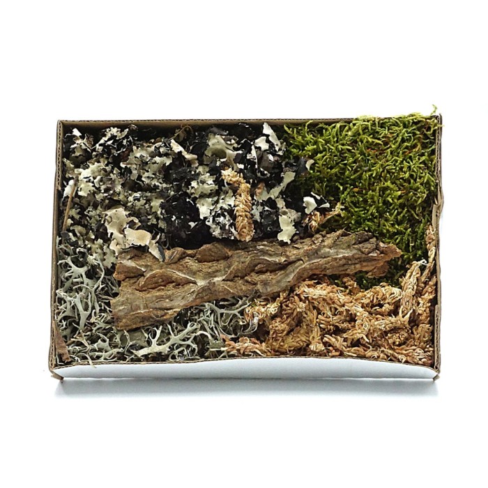 bioterr-zestaw-detailingowy-terrarium-wilgotne.jpg