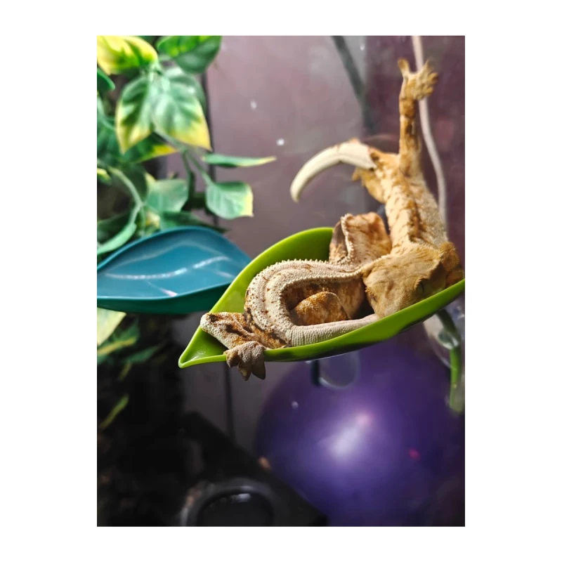 lisc-dekoracja-do-terrarium-plastiokowa.png