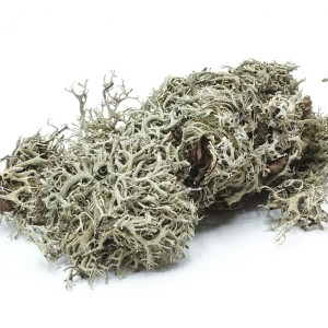 BioGrey-Lichen.webp
