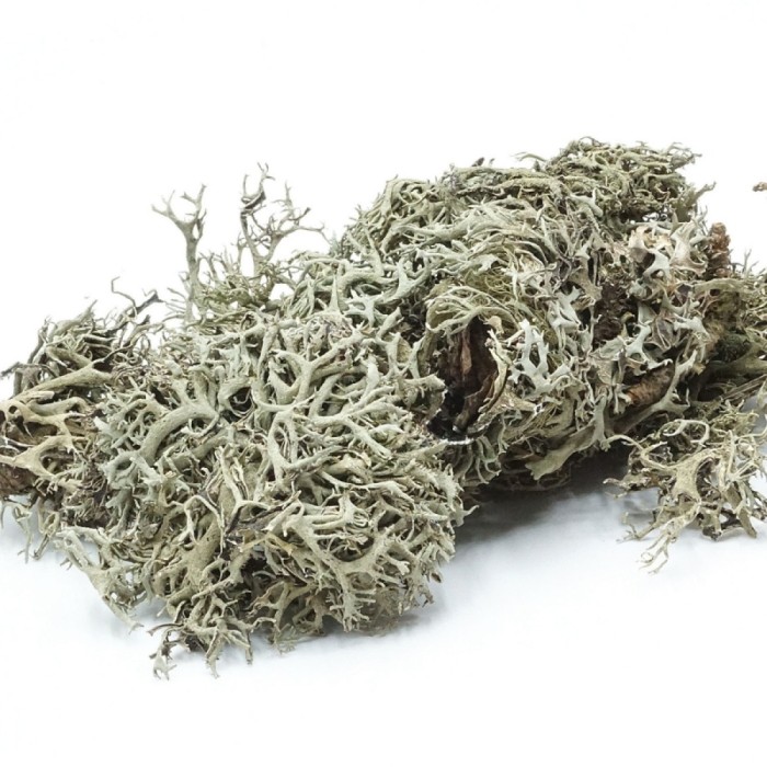 BioGrey-Lichen.webp