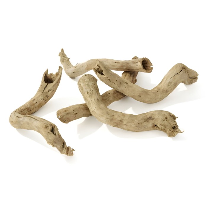 desert-roots.jpg