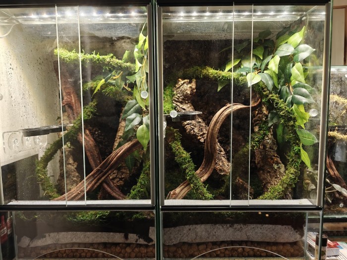 terrarium-dla-mlodego-gekona.jpg
