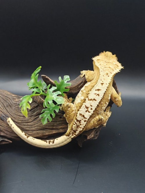 cedarwood pine